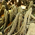 Bruguiera sexangula (Upriver Orange Mangrove) オバナヒルギ at Russell River in North Queensland<br />Canon KDX (400D) + EFS60 F2.8